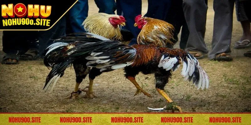 Gà tham gia phải được kiểm tra về sức khỏe toàn diện nhất